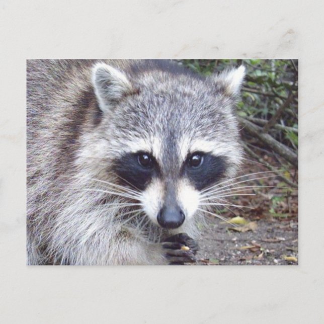 Raccoon Wildlife Series # 8 vykort (Framsida)