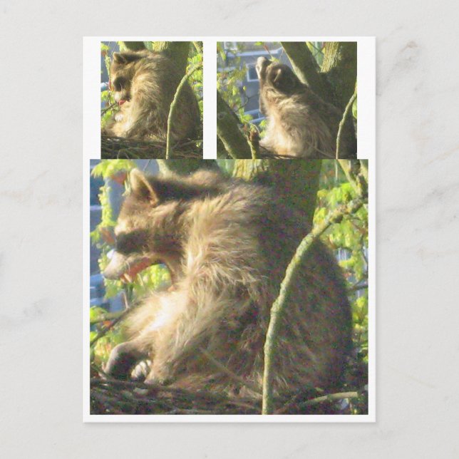 Raccoon Yawning Postcard Vykort (Framsida)
