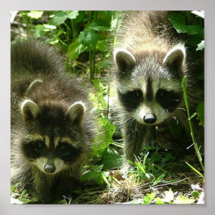 Raccoonaffischtryck Poster