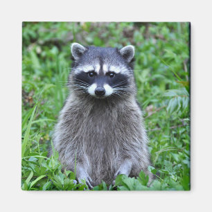 Raccoonanseende Magnet