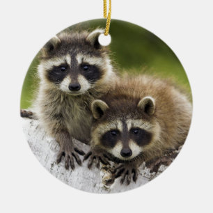 Raccoonbabyar Julgransprydnad Keramik