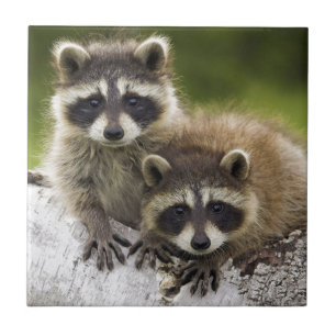 Raccoonbabyar Kakelplatta