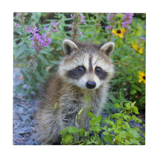 Raccoonen belägger med tegel kakelplatta (Framsidan)