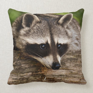 Raccoonen kvadrerar dekorativ kudde
