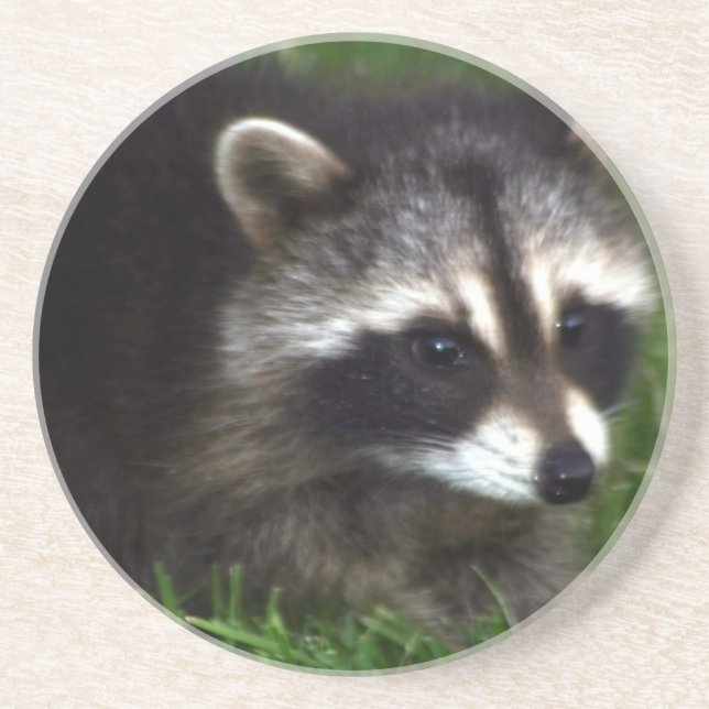 Raccoonen maskerar kustfartyget underlägg sandsten (Framsidan)