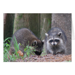 Raccoonen parar hälsningskort