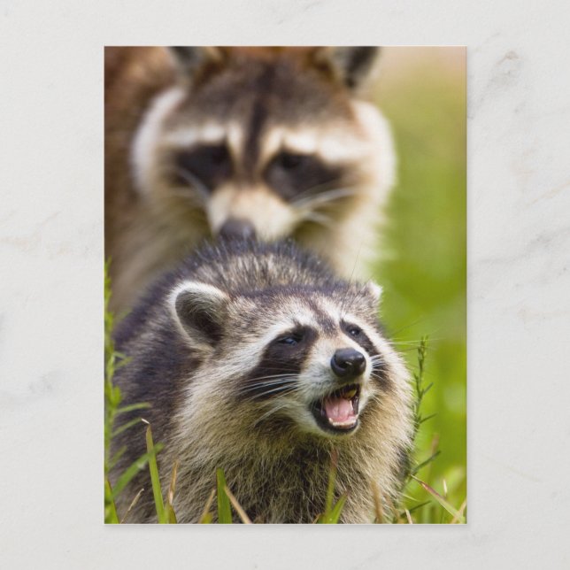 Raccoonen, Procyonlotor, är ett utbrett, Vykort (Framsida)