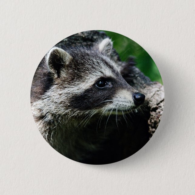 Raccoonen profilerar knapp (Framsida)