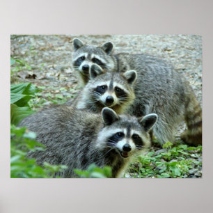 Raccoonen tre poster