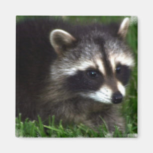 Raccoonfotomagnet Magnet