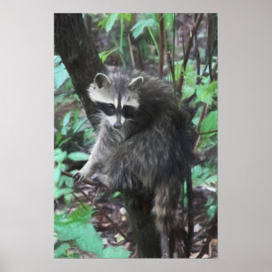 Raccoonfrigörare Poster