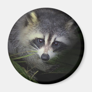 Raccoonmagnet Magnet