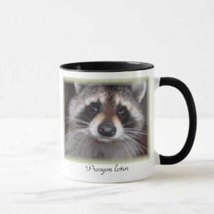 Raccoonmugg - Procyonlotor Mugg
