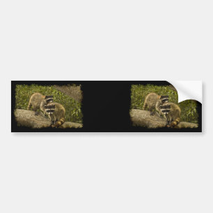 Raccoons Bildekal