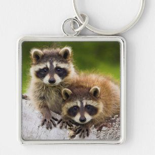 Raccoons Fyrkantig Silverfärgad Nyckelring