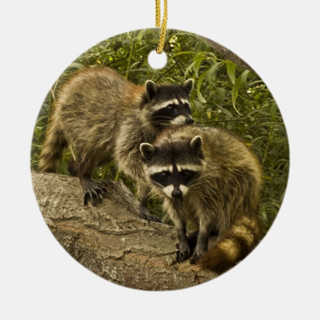 Raccoons! Julgransprydnad Keramik (Framsidan)