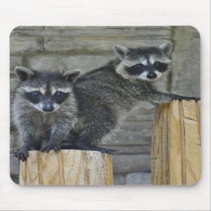 Raccoons - Mousepad - #1032 Musmatta