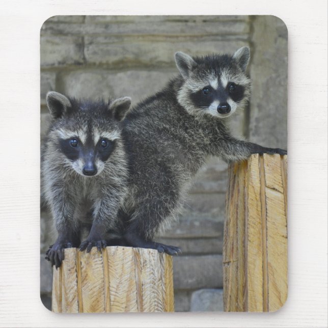 Raccoons - Mousepad - #1032 Musmatta (Framsidan)