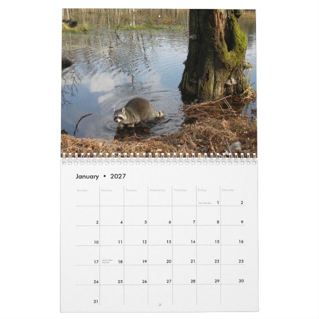 Raccoonskalender Kalender (Jan 2027)