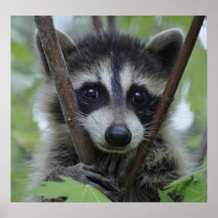 Raccoontryck - #1028 poster