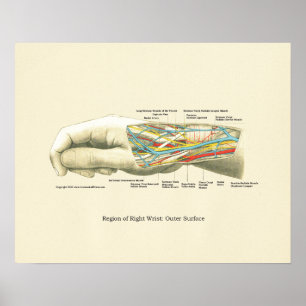 Räcka & wristen den inre anatomiaffischen poster