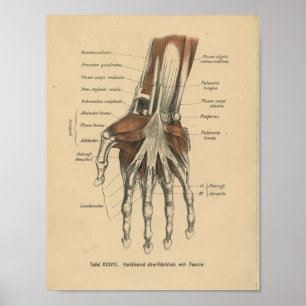Räcker det tyska anatomitrycket för vintage 1888 poster