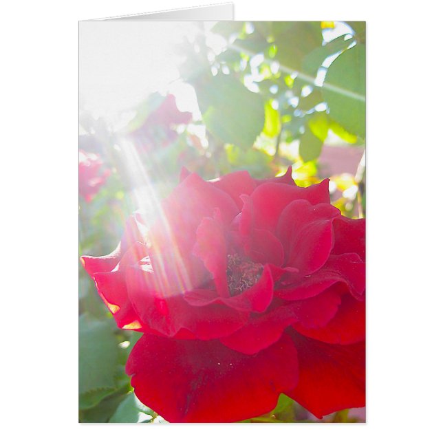 Räckvidd för solen (5) hälsningskort (Framsidan)