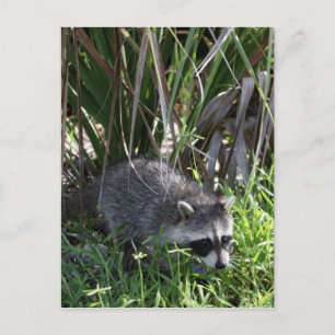 Racoon Baby vykort