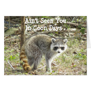 Racoon Hälsningskort