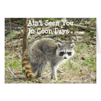 Racoon Hälsningskort