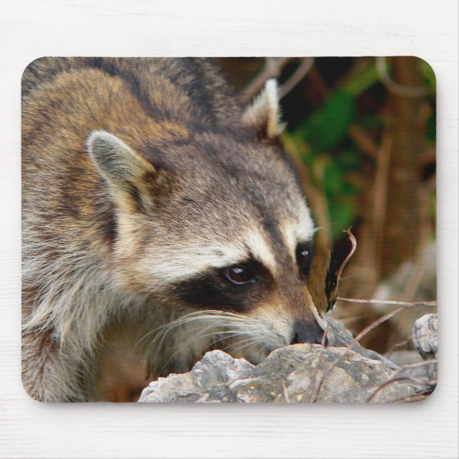 Racoon Mousepad Musmatta (Framsidan)