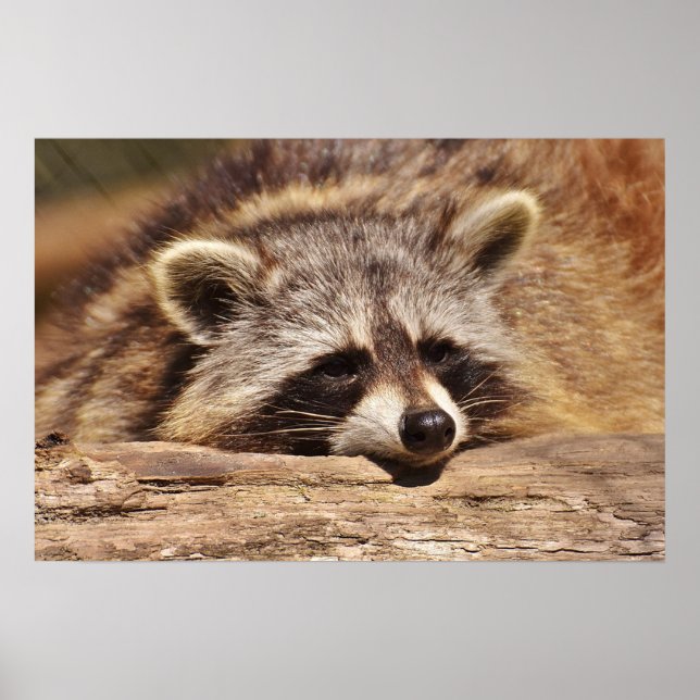 Racoon Poster (Framsidan)