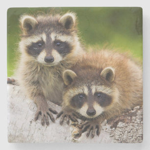 Racoon Stenunderlägg