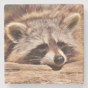 Racoon Stenunderlägg