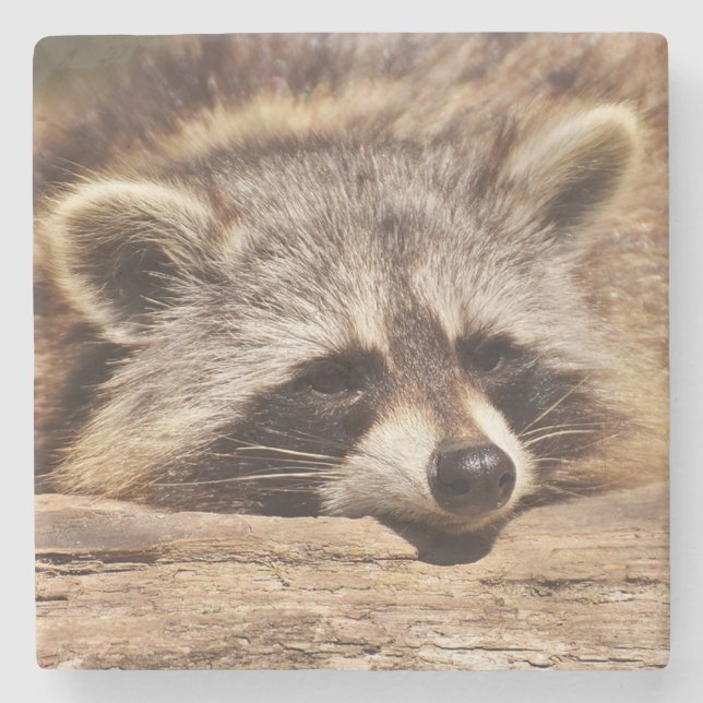 Racoon Stenunderlägg (Framsidan)