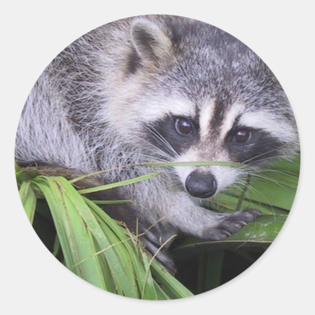 Racoon Stickers Runt Klistermärke (Framsida)