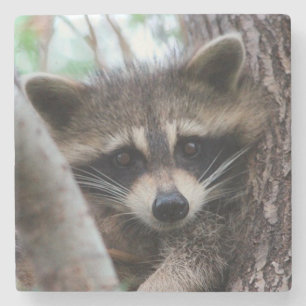 Racoon Underlägg Sten