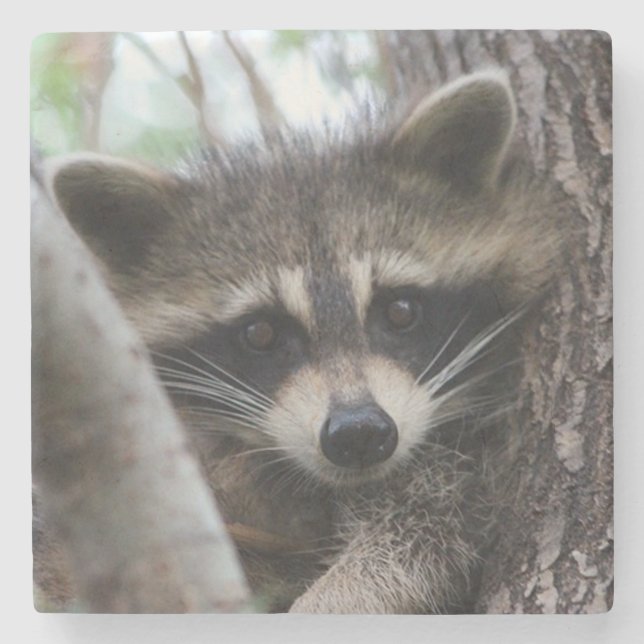 Racoon Underlägg Sten (Framsidan)