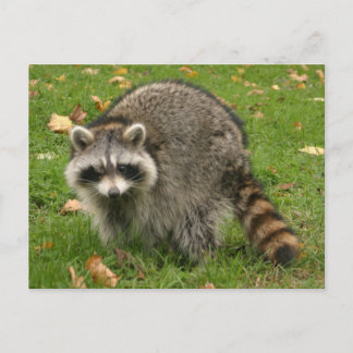 Racoon Vykort