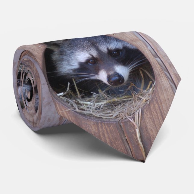 RACOON WASCHBÄR / Foto: Jean-Louis Glineur Slips (Rullad)