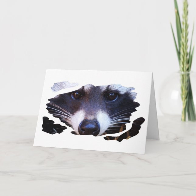 RACOON WASCHBÄR - Photography Jean-Louis Glineur Kort (Framsida)