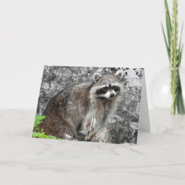 Racoonhälsningkort, tom insida kort
