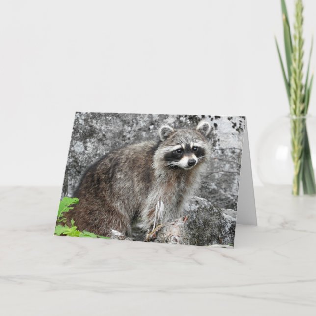 Racoonhälsningkort, tom insida kort (Framsida)