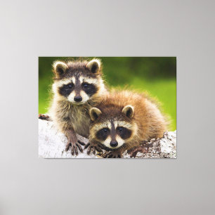 Racoons Canvastryck