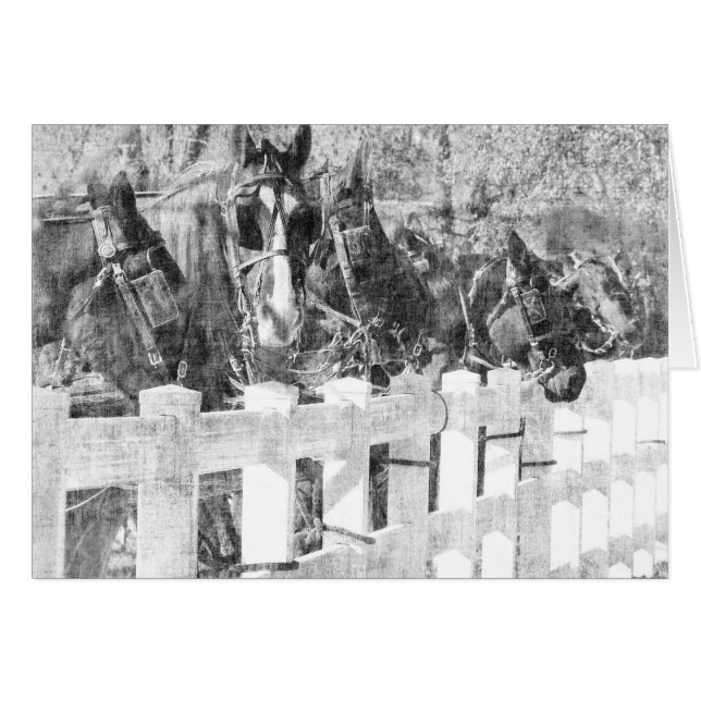 Rad Amish Horses Black and white Hälsningskort (Framsidan Horizontal)