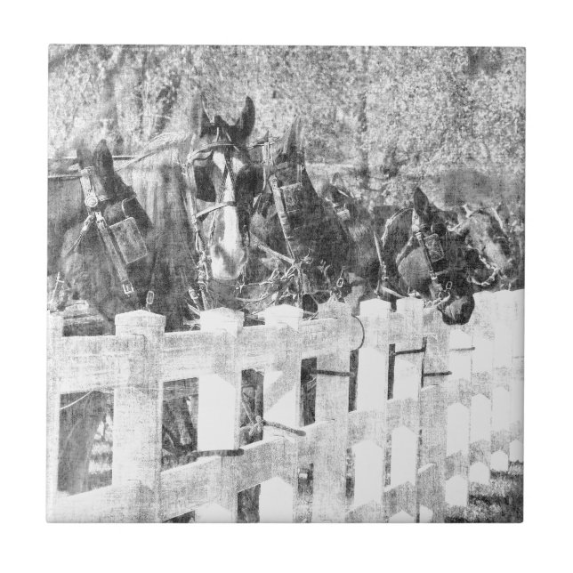 Rad Amish Horses Black and white Kakelplatta (Framsidan)