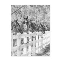 Rad Amish Horses Black and white