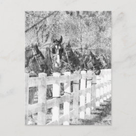 Rad Amish Horses Black and white Vykort