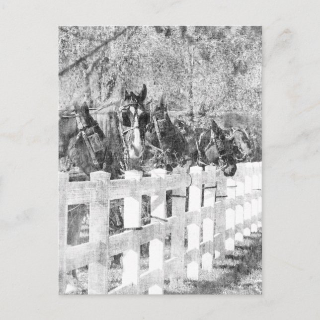 Rad Amish Horses Black and white Vykort (Framsida)