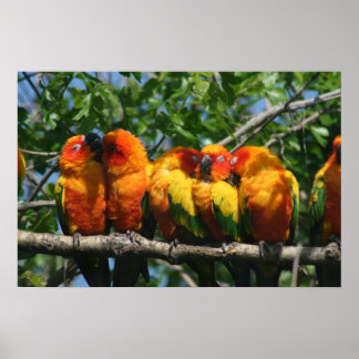Rad av Cute Little Parrots Snuggling Poster